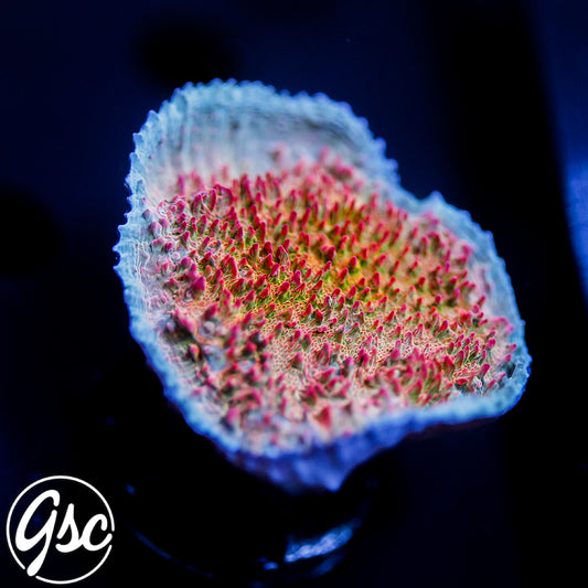 GSC Livid Chalice #2