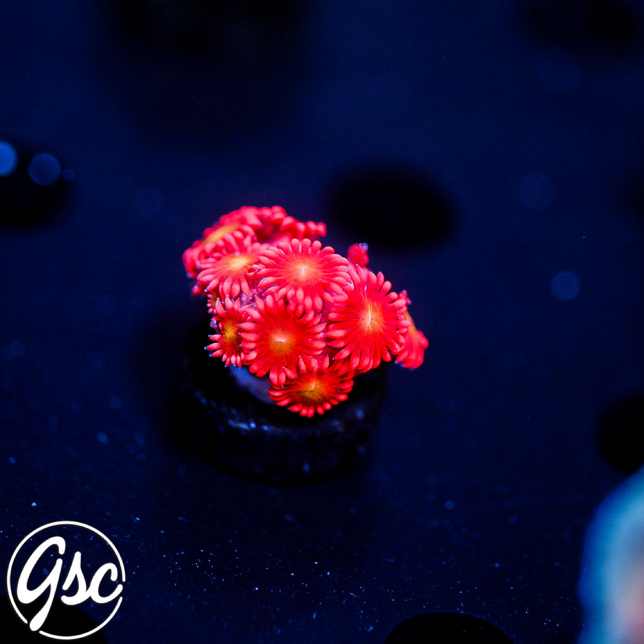 GSC Pink Poof Goni #2 (New Release)