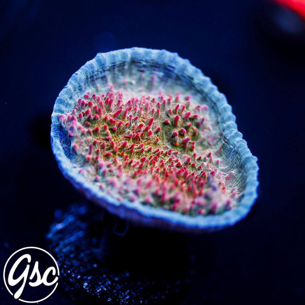 GSC Livid Chalice #1