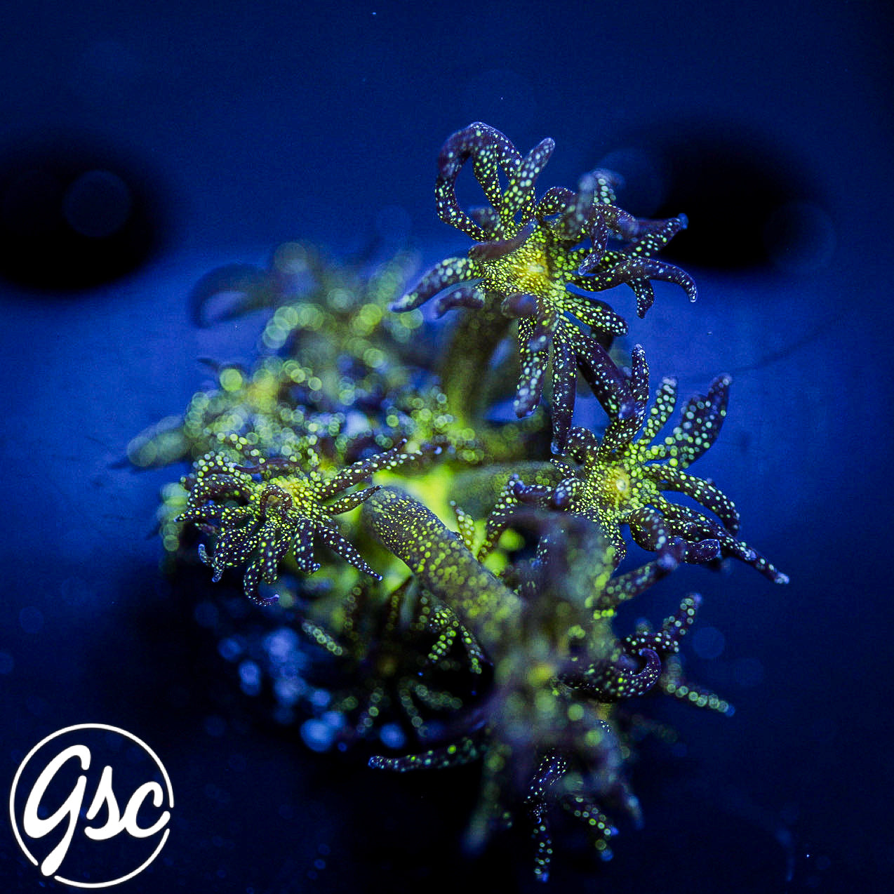 GSC BAMF Glitter Goni