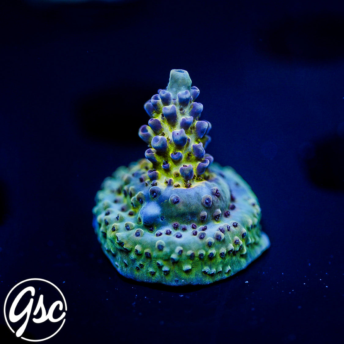 GSC Sonic Boom Acro #2 (Re-Release)