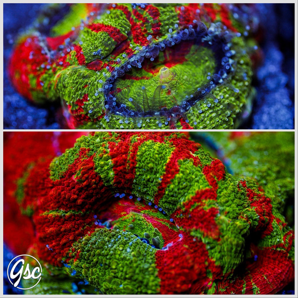 GSC Reverse Bleeding Apple Bowerbanki #1 (Homegrown)