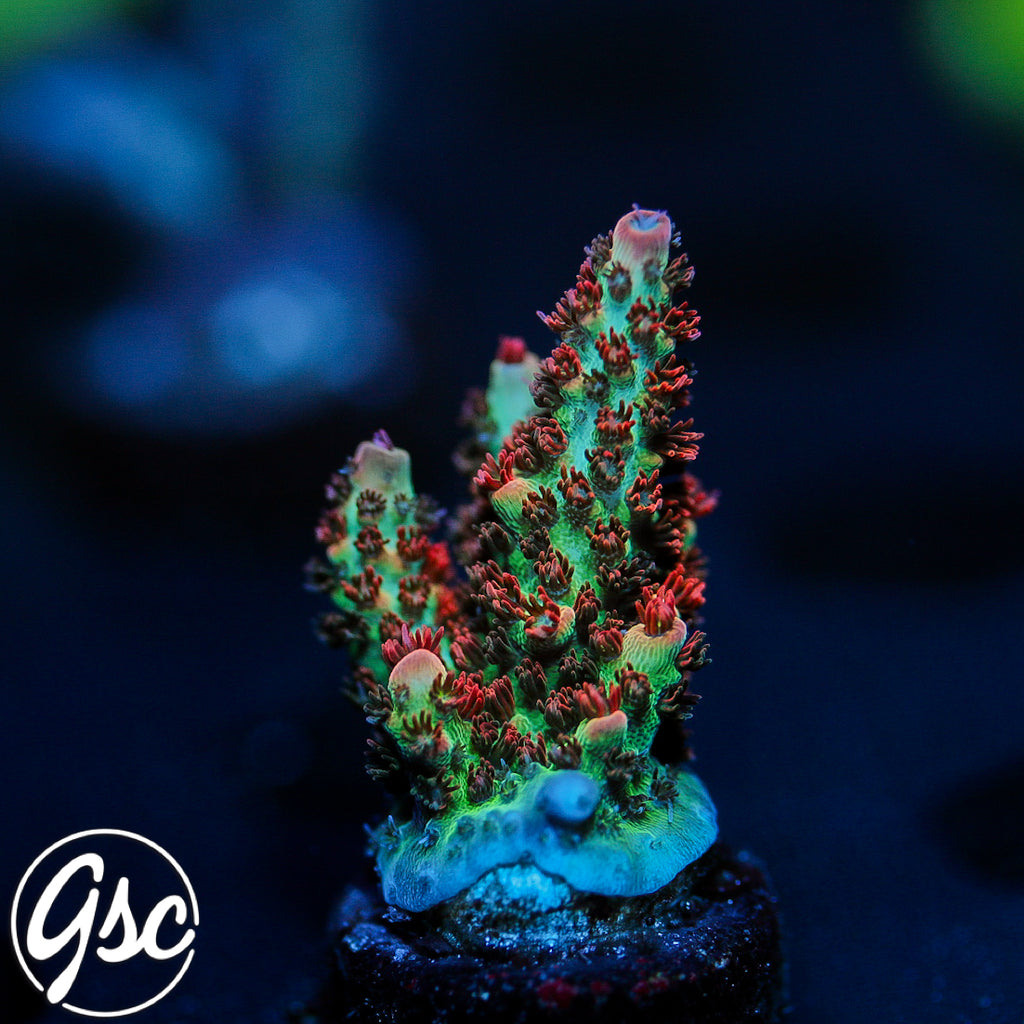 GSC Cell Max Acro #1