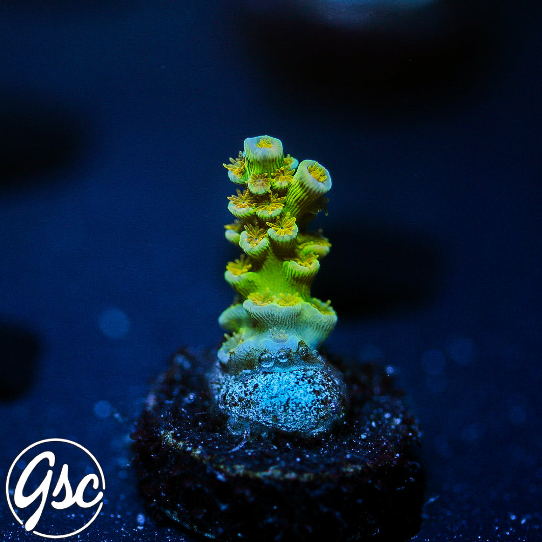 SC Orange Passion Acro (itty bitty frag)