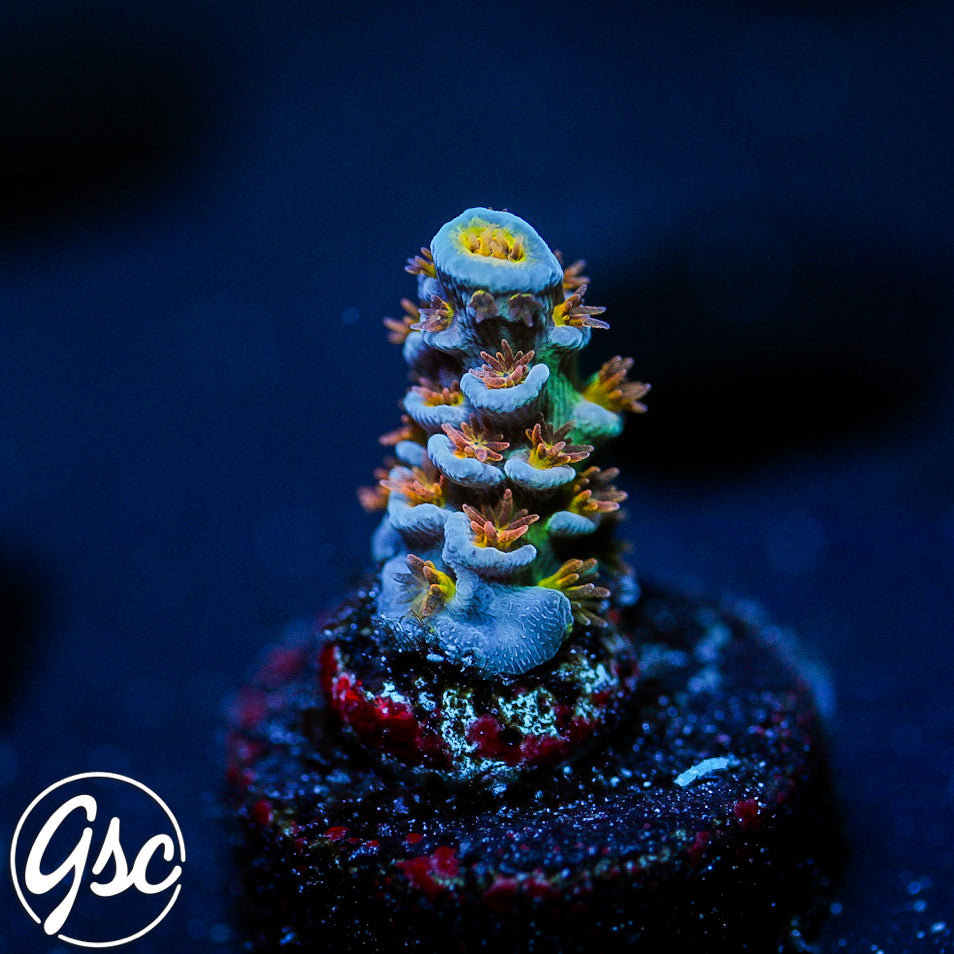 SKA Jackpot Tenuis Acro #1