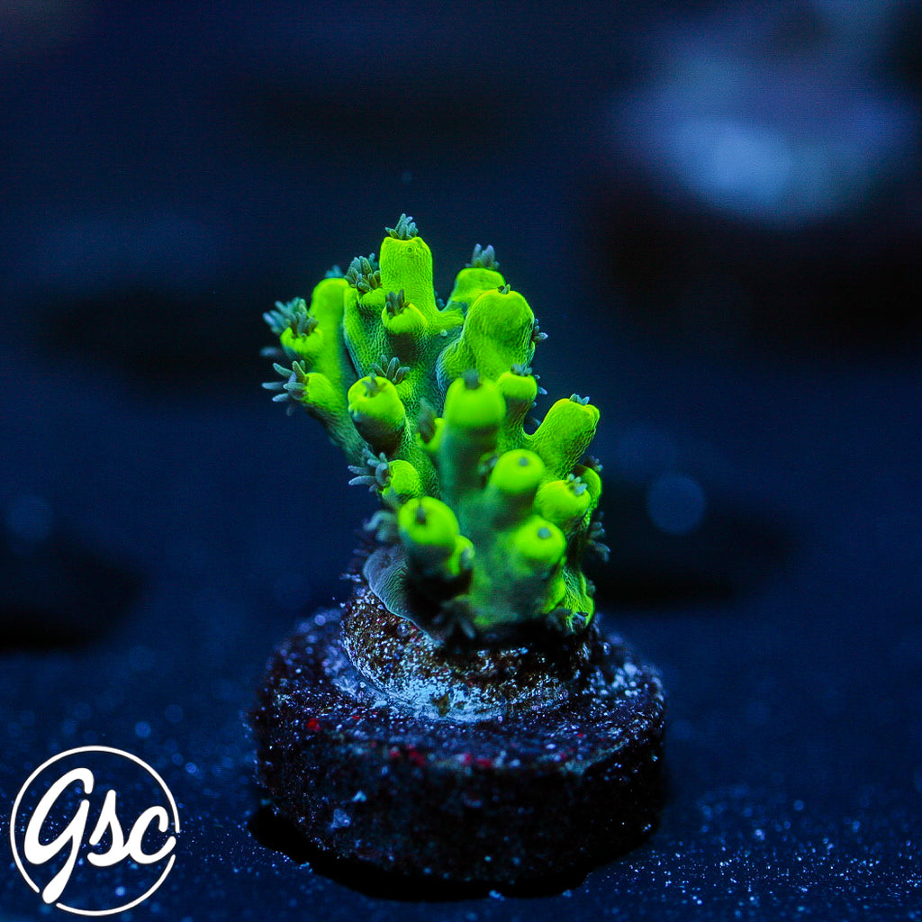 GSC Highlighter Acro #2