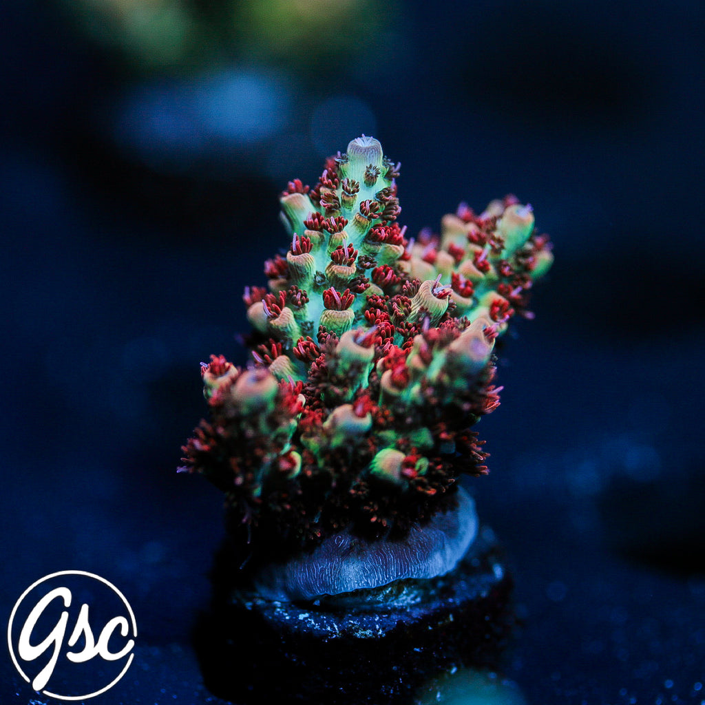 GSC Cell Max Acro #2