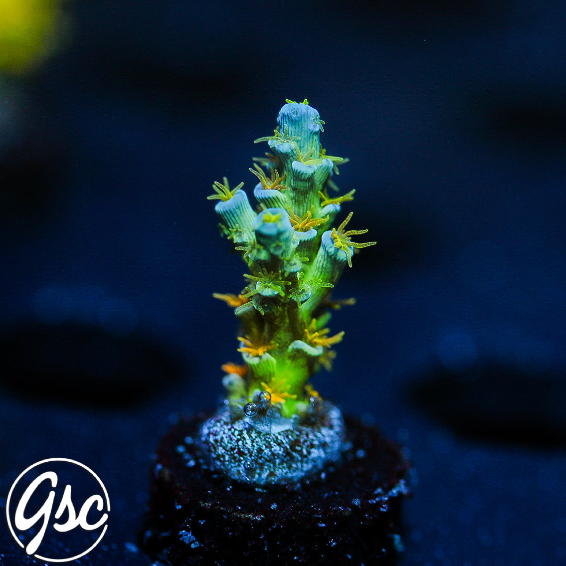 SC Orange Passion Acro #2