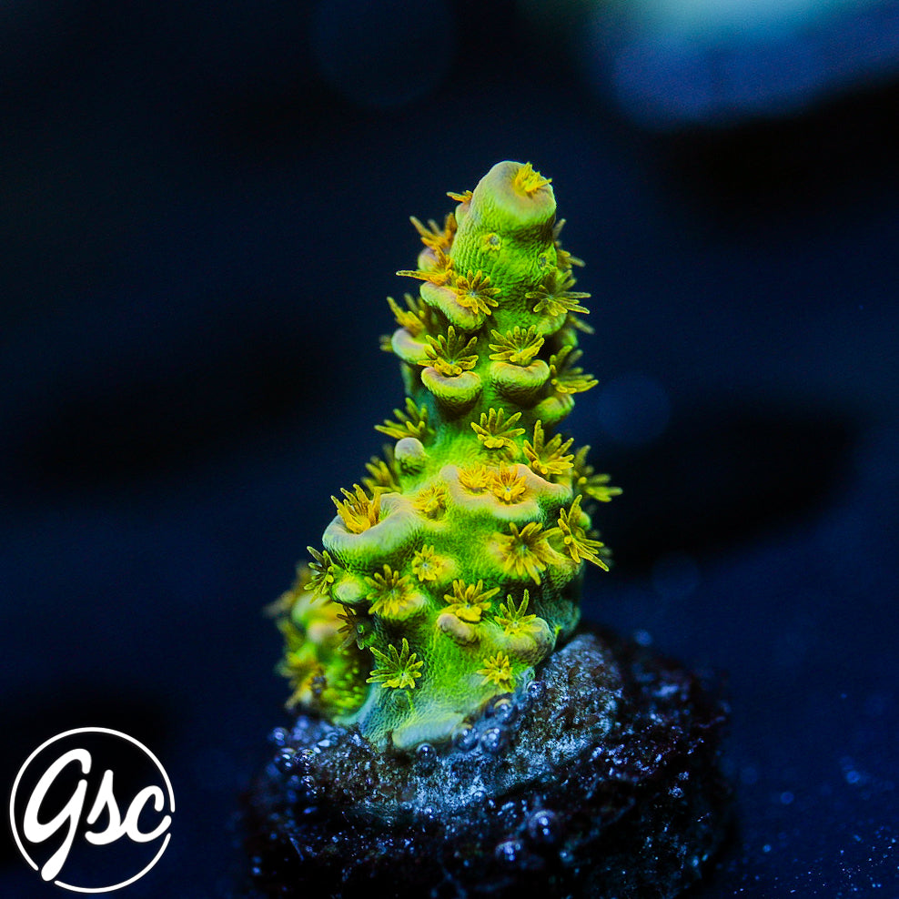 GSC Walt Disney Acro #2