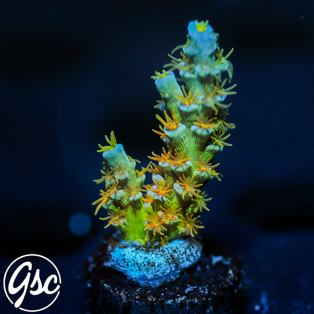 SC Orange Passion Acro #3