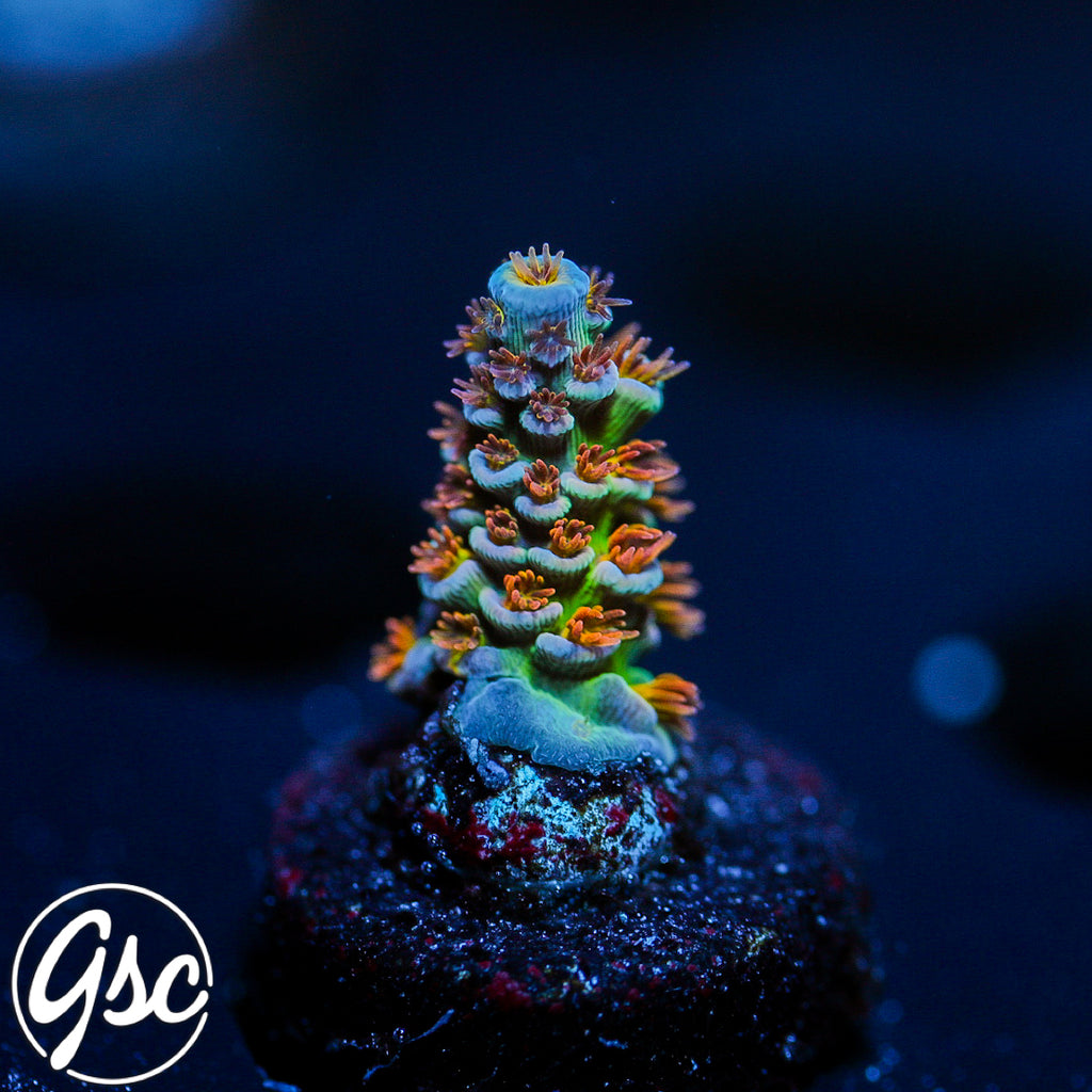 SKA Jackpot Tenuis Acro #2