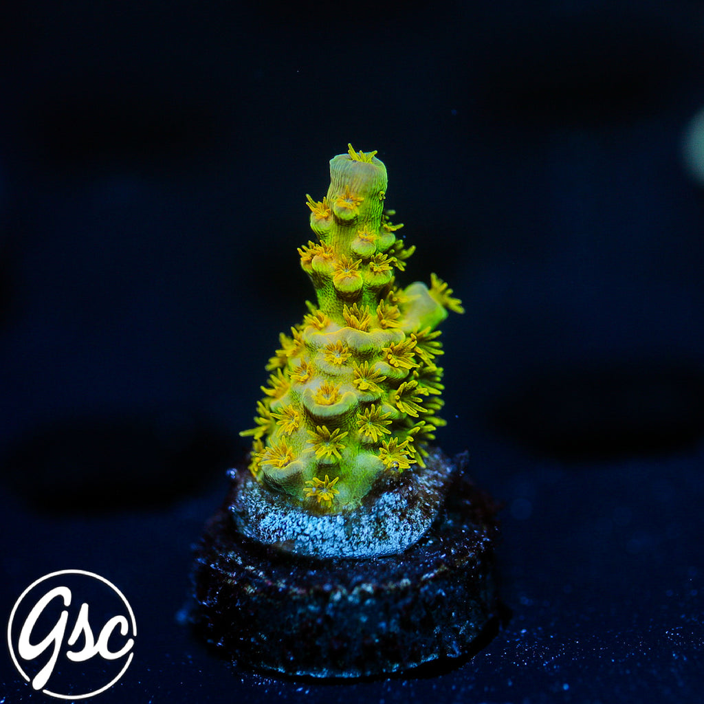 GSC Walt Disney Acro #1