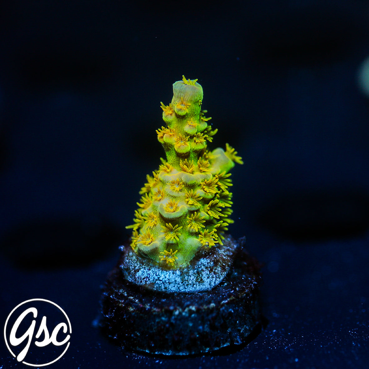GSC Walt Disney Acro #2