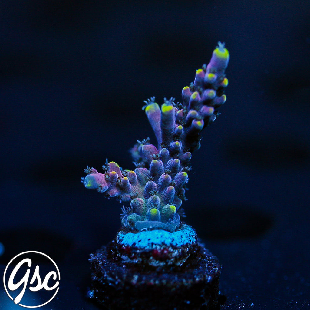 LRO Lunar Lemonade Acro #1