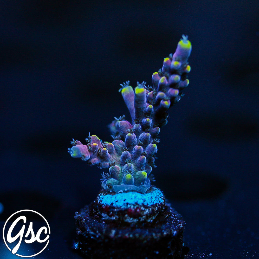 LRO Lunar Lemonade Acro #1