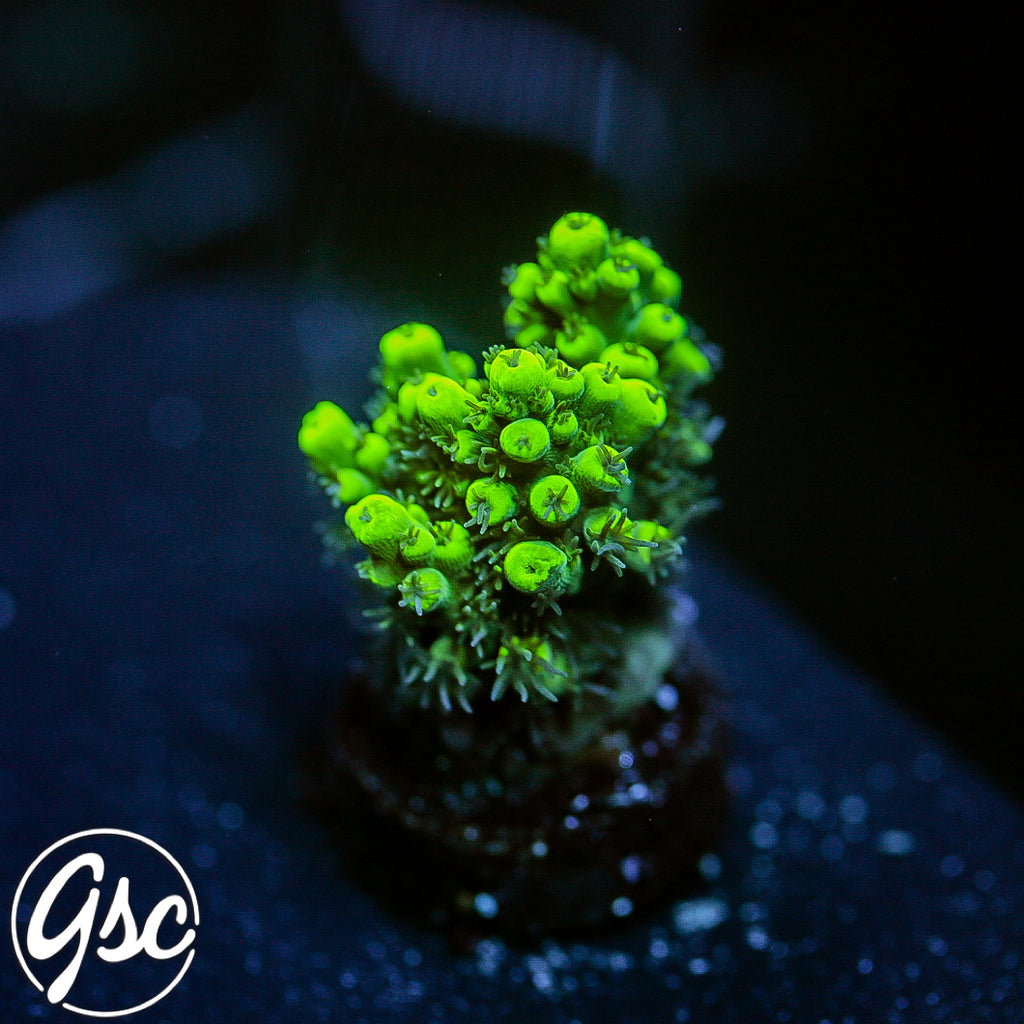 GSC Highlighter Acro #1