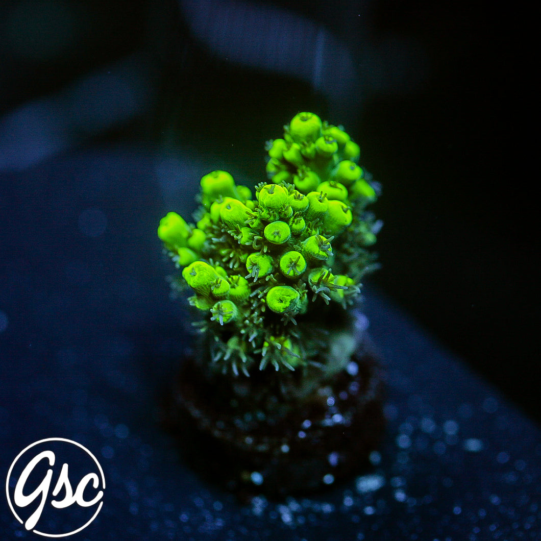 GSC Highlighter Acro #1