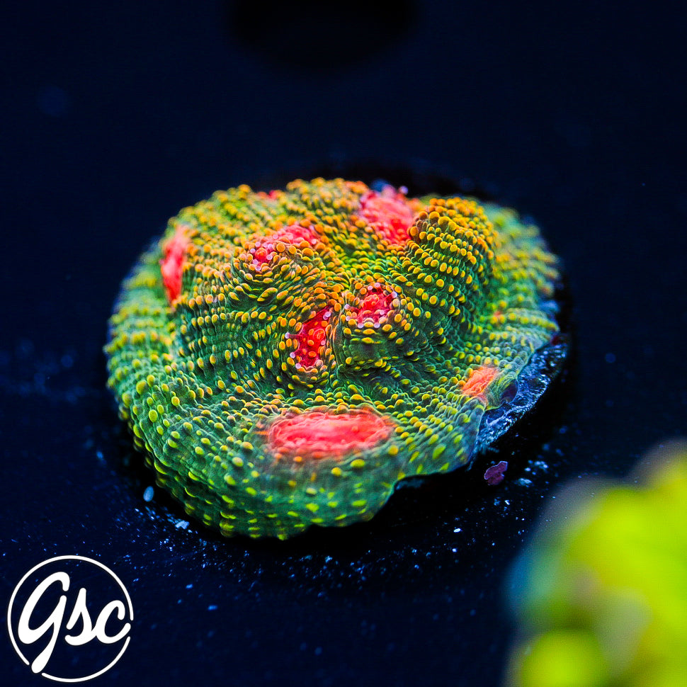 Tyree Bubblegum Monster Chalice #2