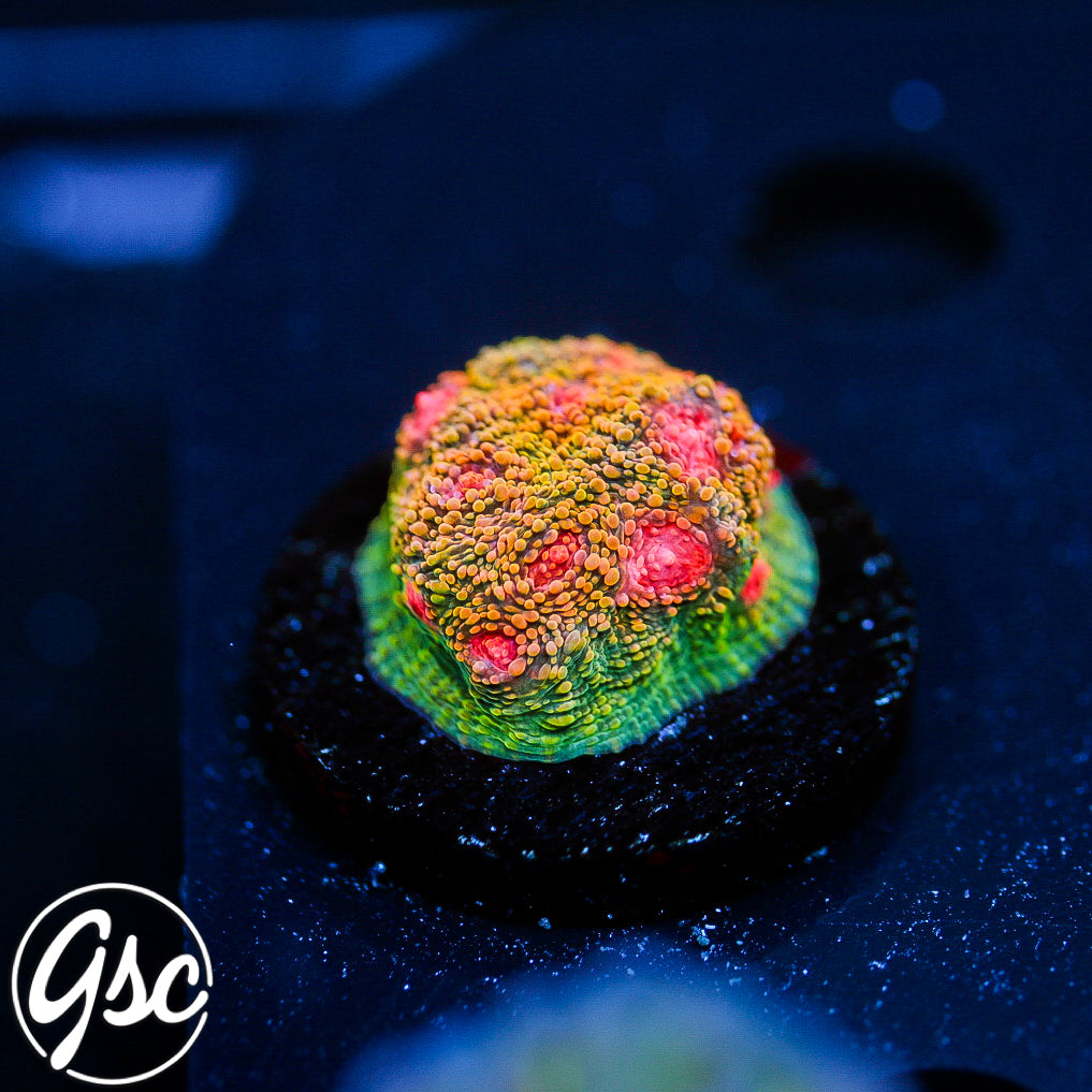 Tyree Bubblegum Monster Chalice #1