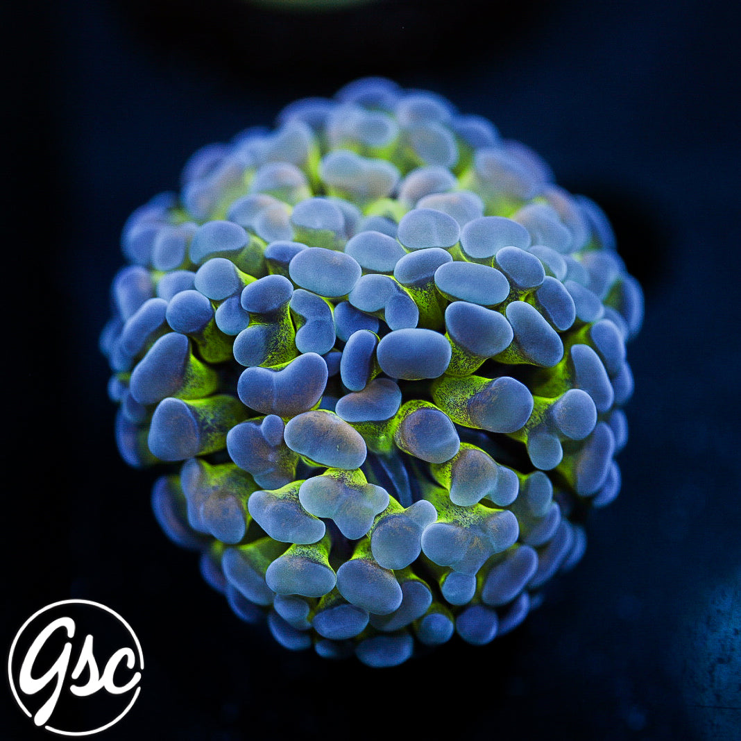 GSC Hologram Hammer #1