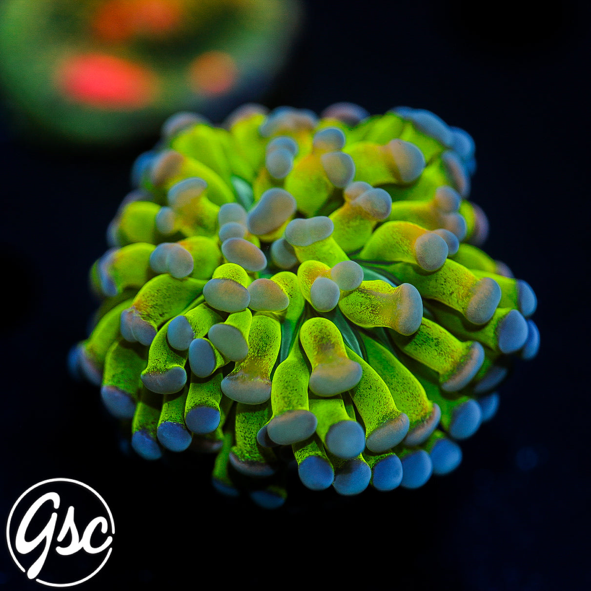 GSC Master Hologram Hammer #1 (Single) - New Release!