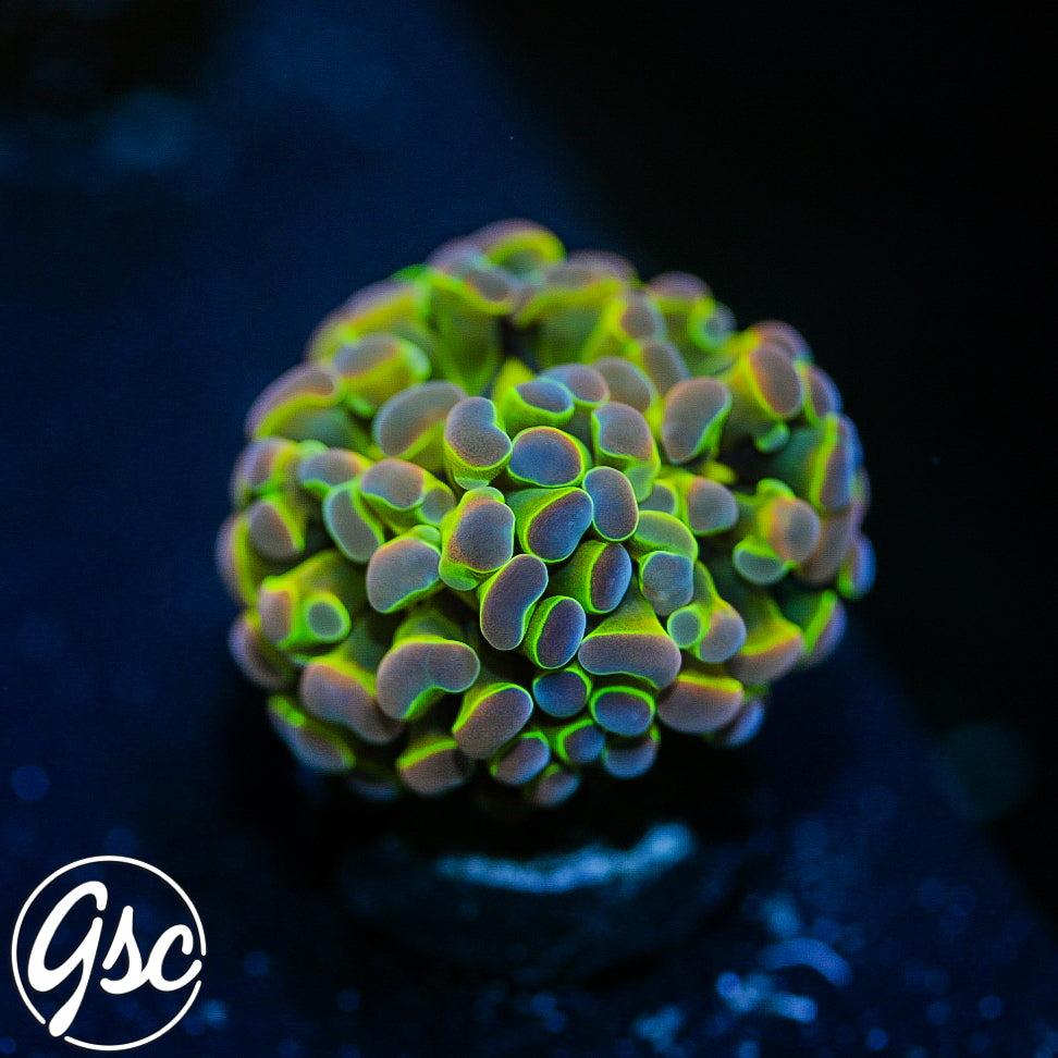 GSC HG Hologram Hammer #1