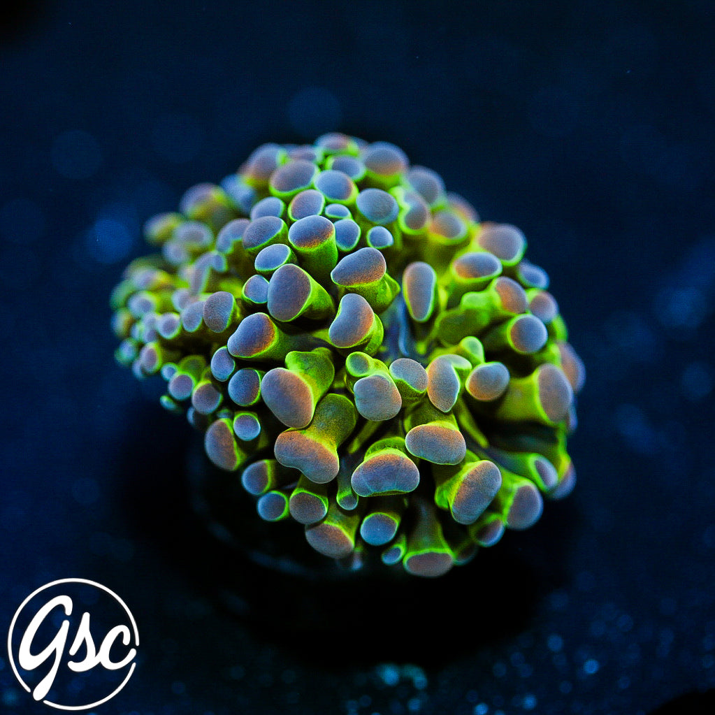 GSC HG Hologram Hammer #2