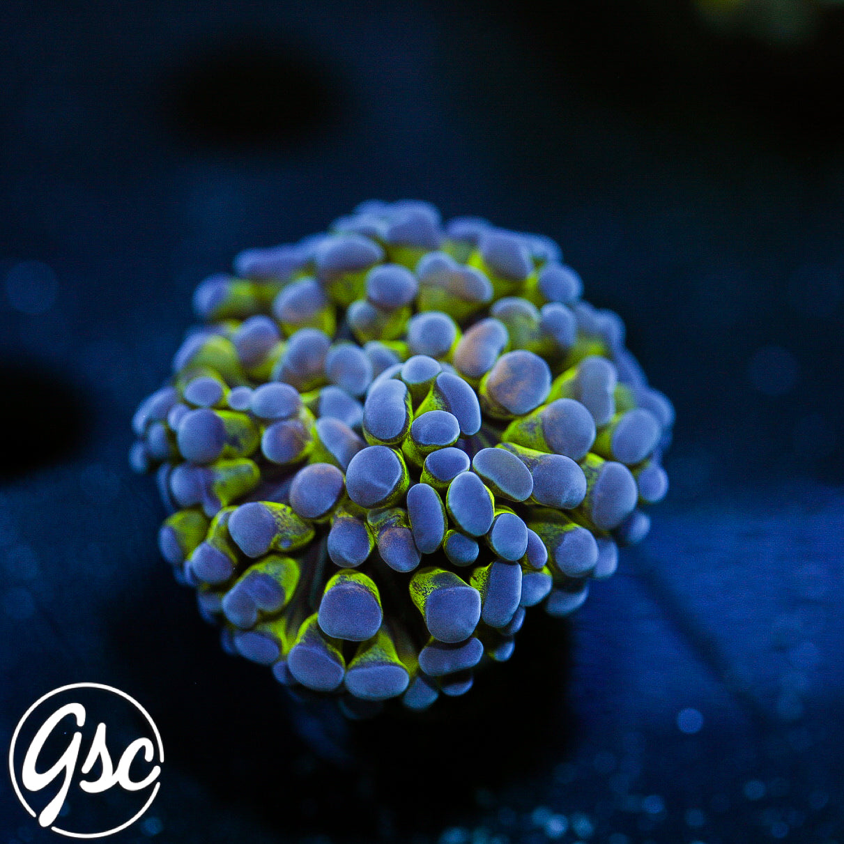 GSC Hologram Hammer #2