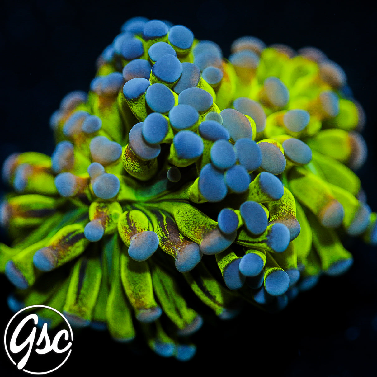 GSC Master Hologram Hammer #2 (Double) - New Release!