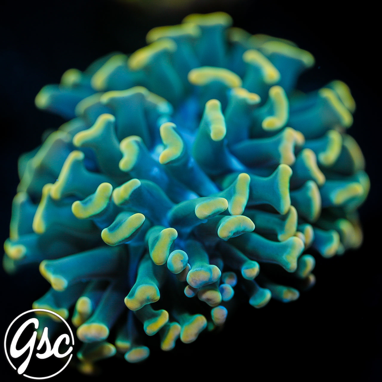 GSC Frosted Tips Hammer #1 - New Release!