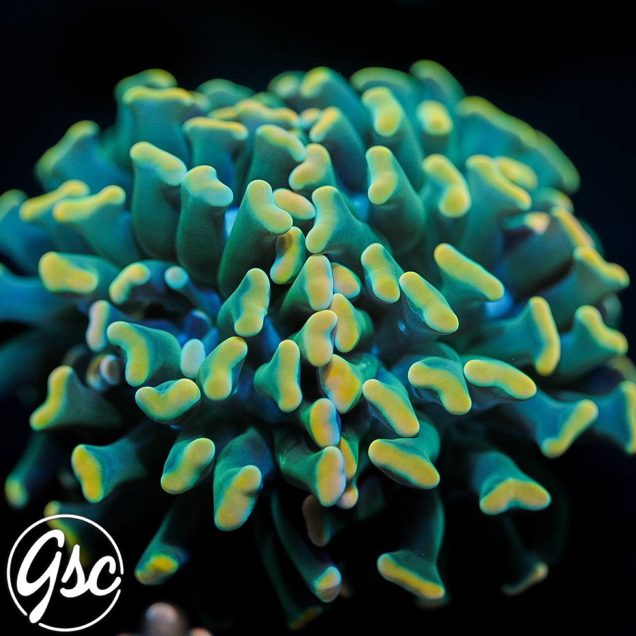 GSC Frosted Tips Hammer #2 - New Release!