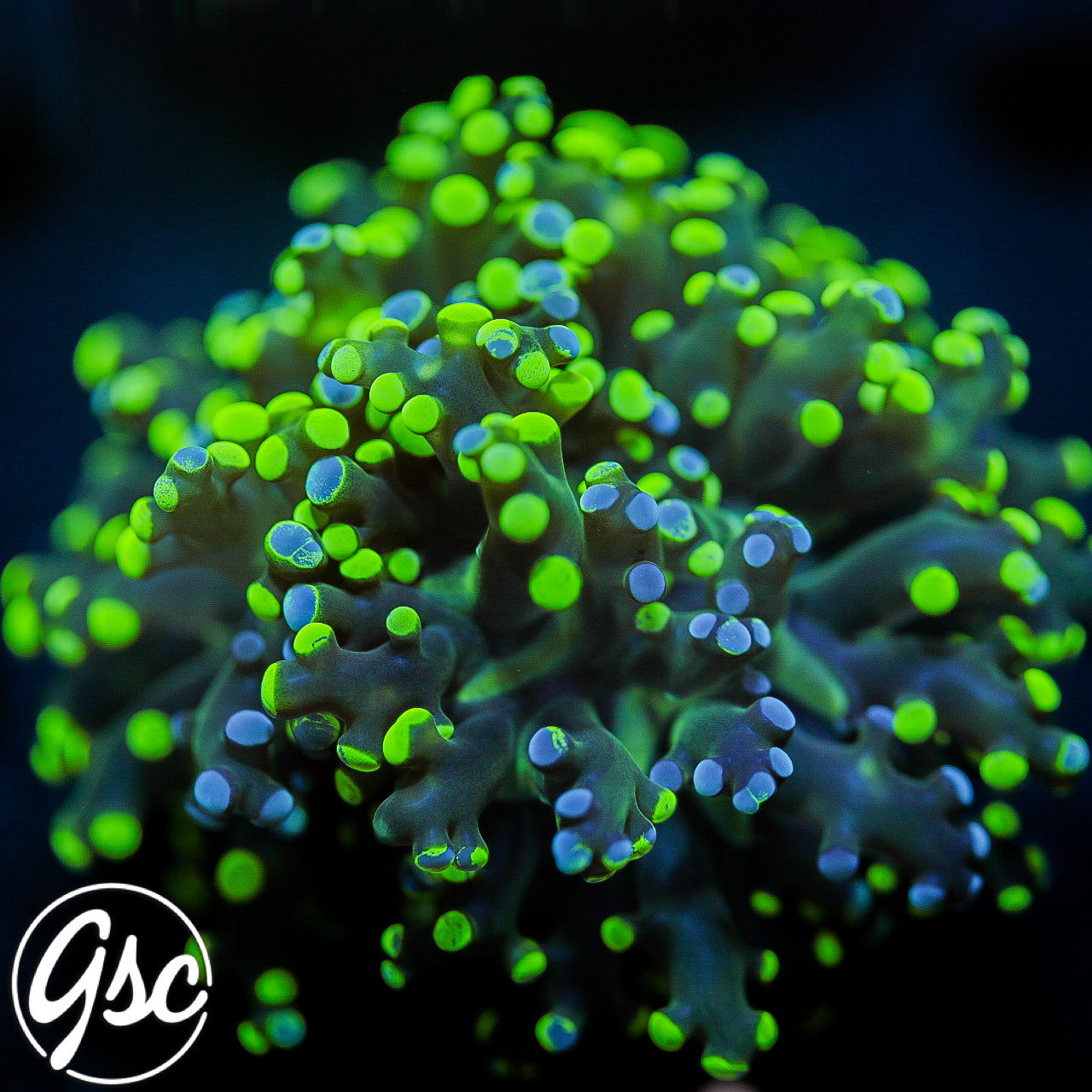 GSC Bicolor Splatter Octospawn #2