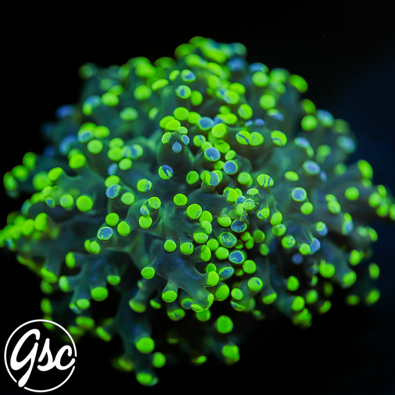 GSC Bicolor Splatter Octospawn #1