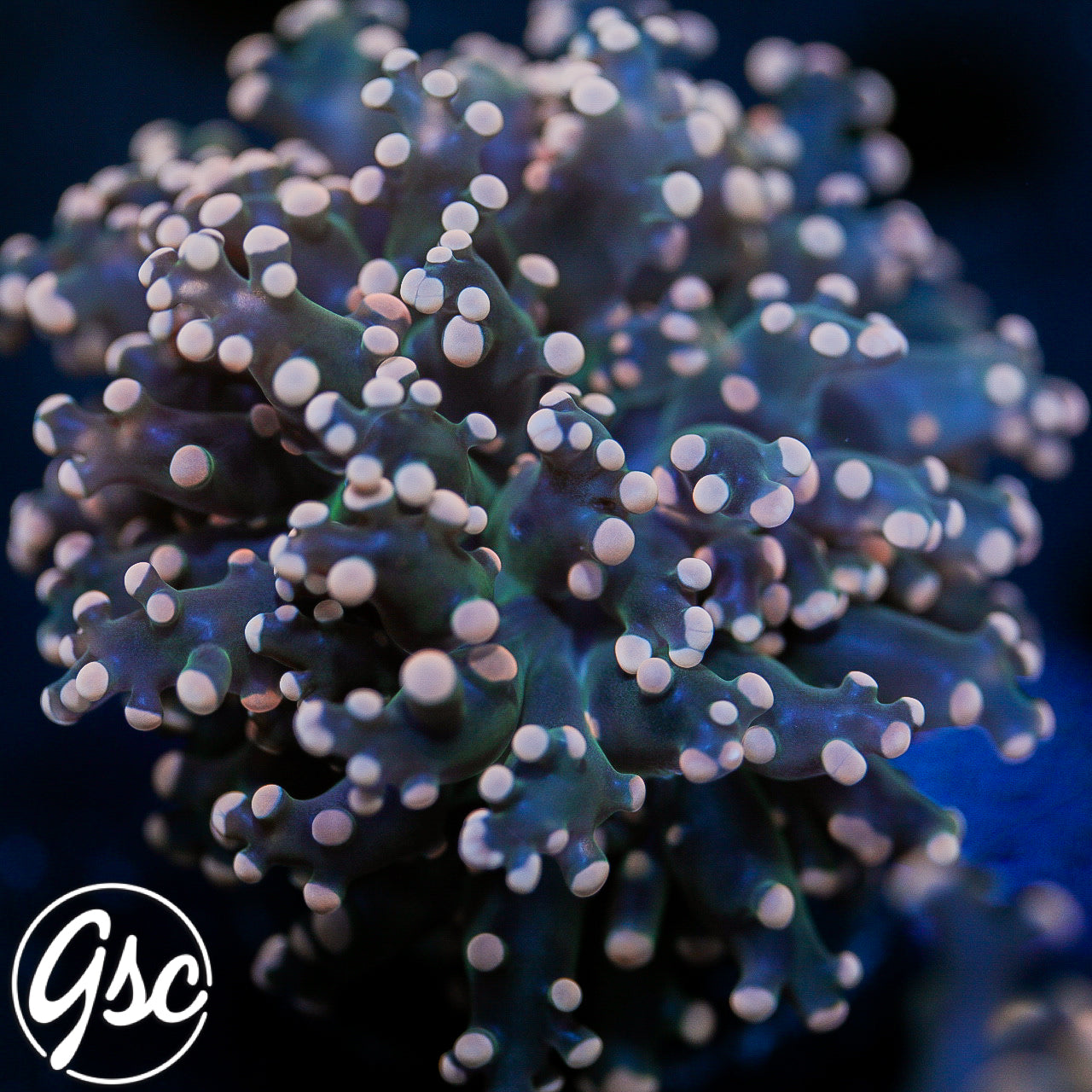 GSC Pink Tip Octospawn #1