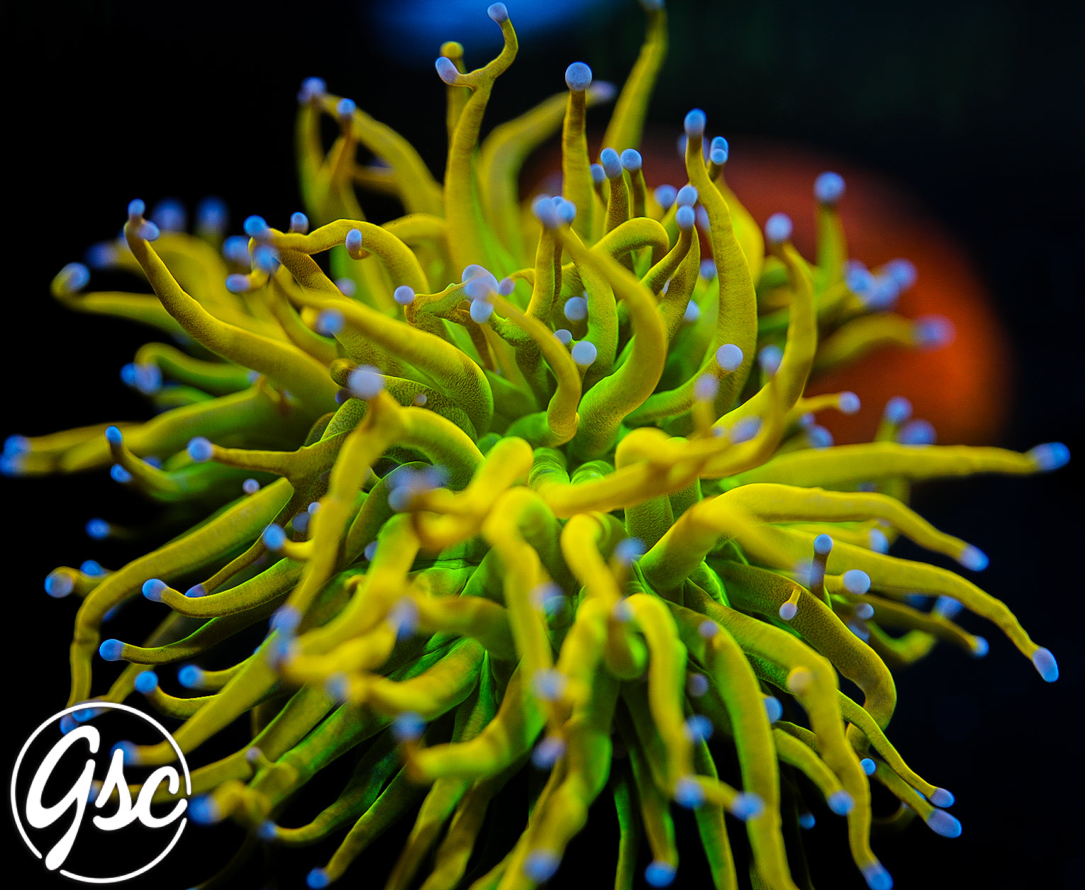 GSC Berserker HG Torch #1 (Re-Release)