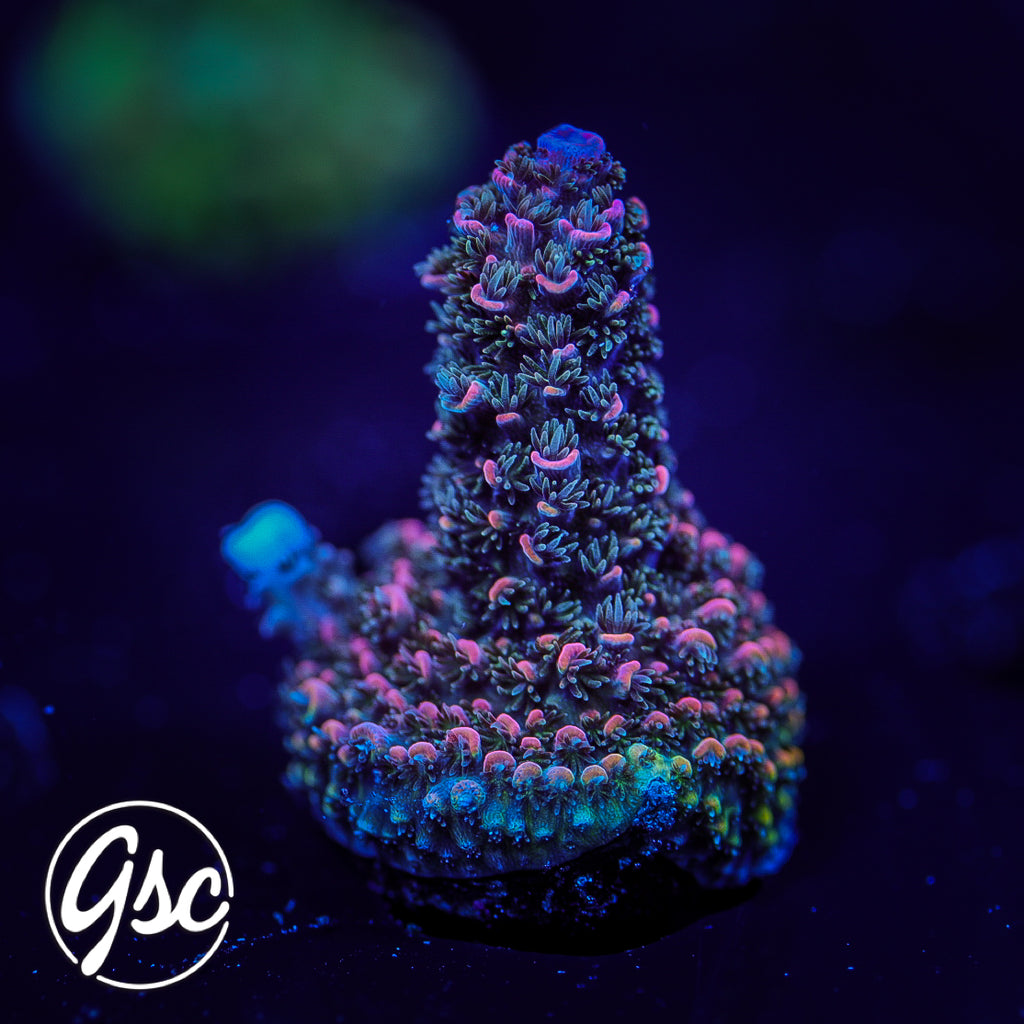 Hugos Rainbow Stag Acro #1