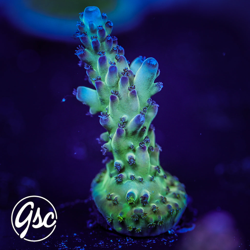 GSC Golden Frieza Acro #1 (New Release)