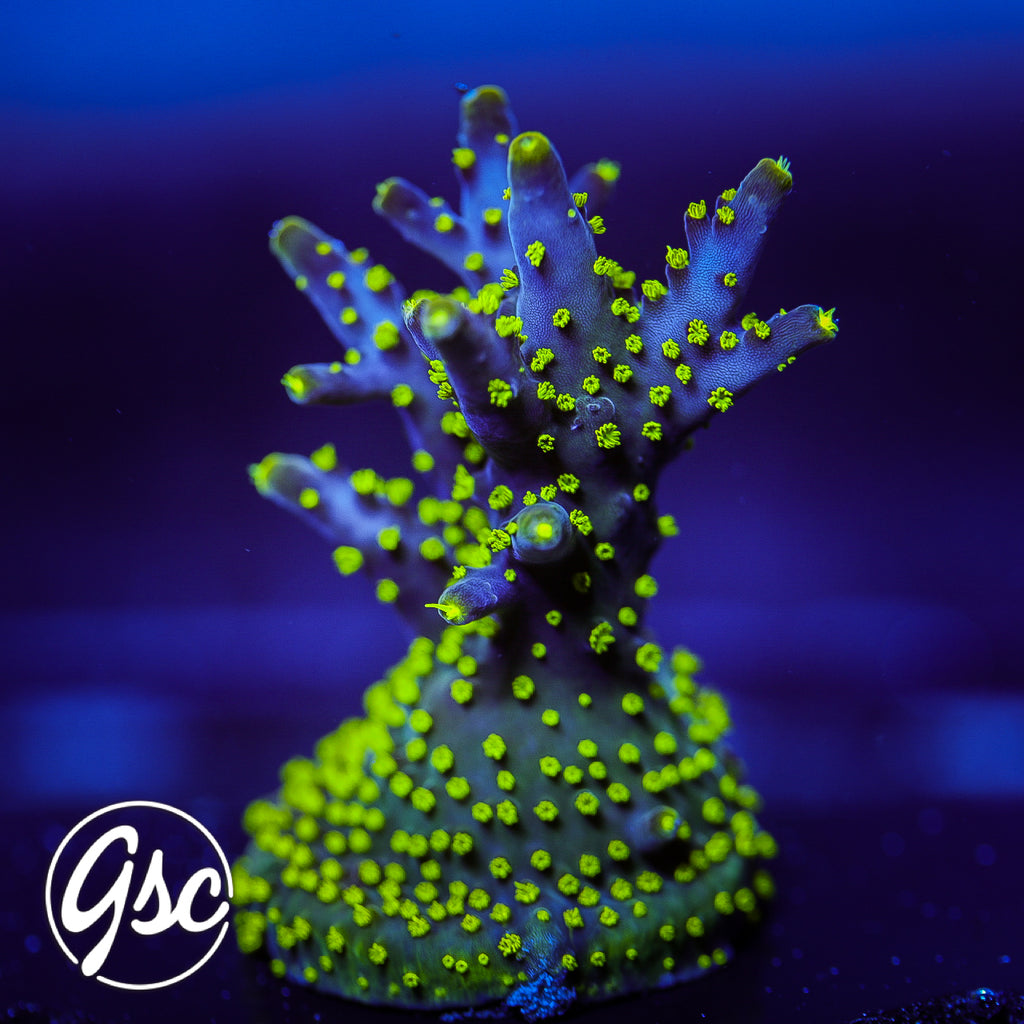 RR Robinhood Acro #1 (Full Graft - Supa Chunky)