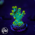 GSC Banana Lokani Acro #1 (OG)