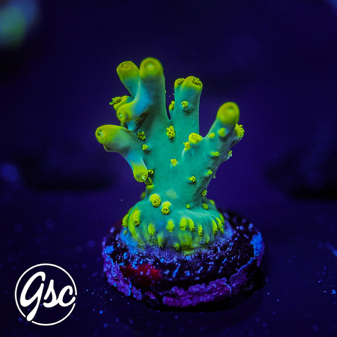 GSC Banana Lokani Acro #1 (OG)