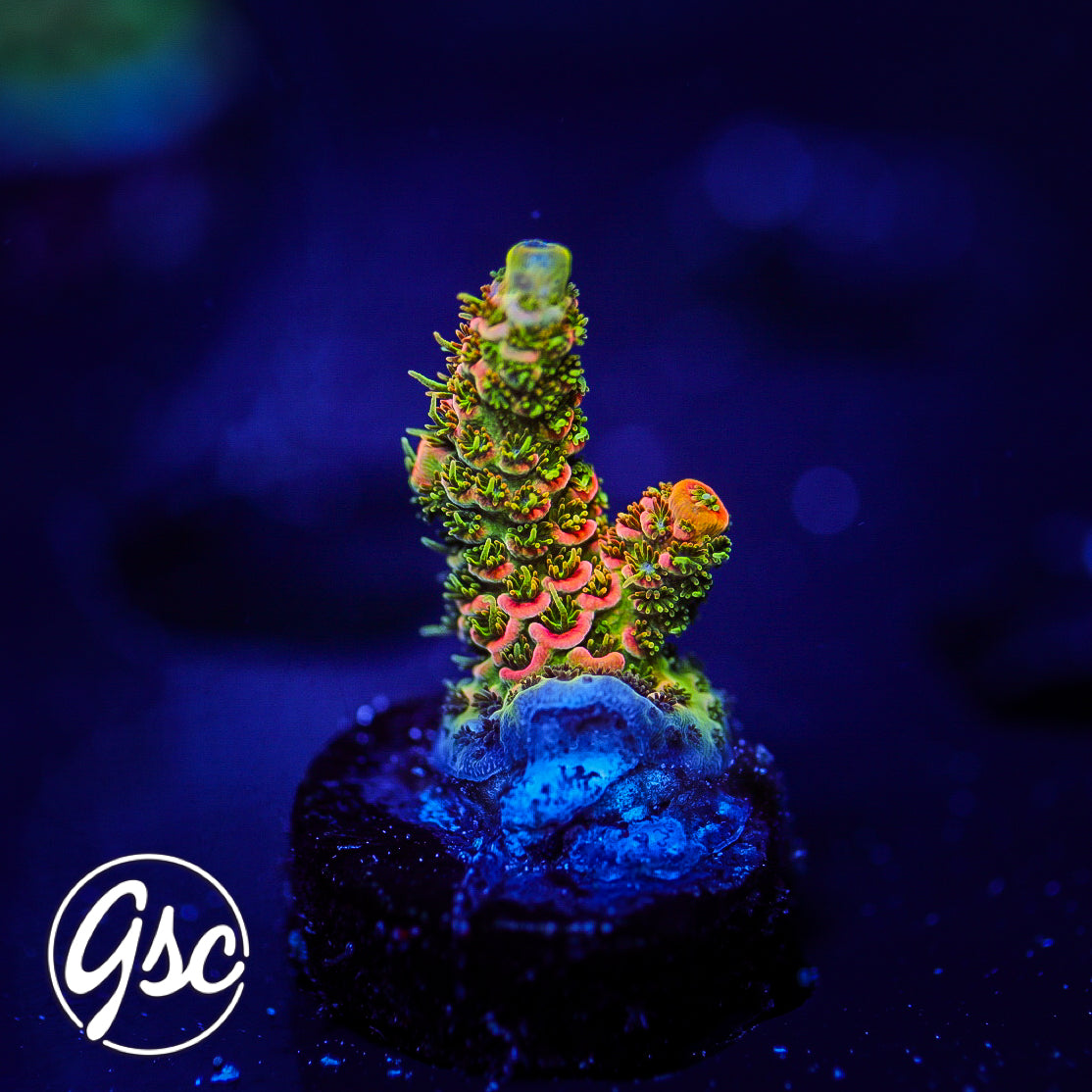 ASD Rainbow Millie Acro #1 – Golden State Corals