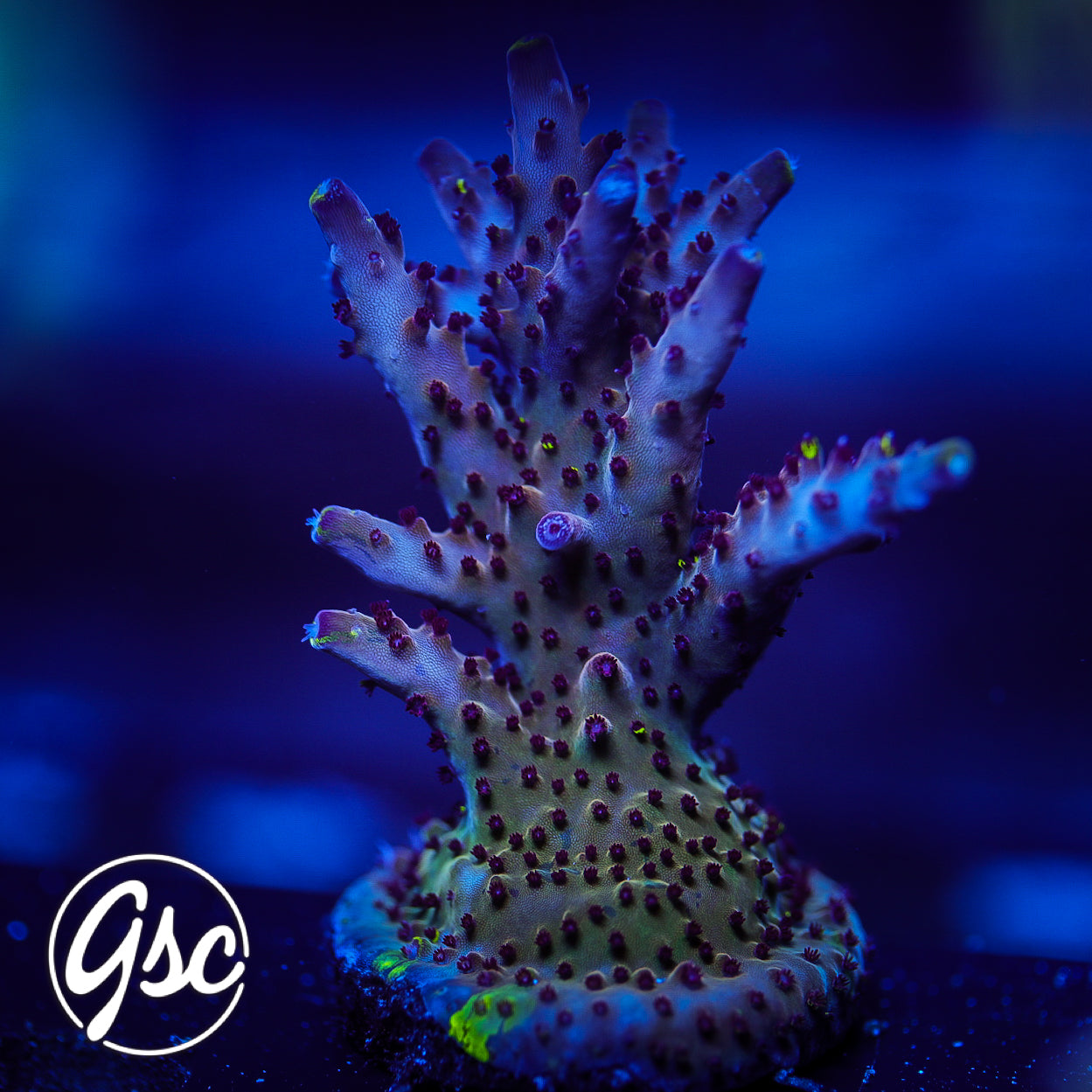 RR Robinhood Acro #2 (Wee Bit of Graft - Supa Chunky)