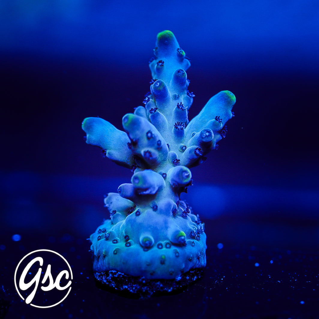 BC Soda Popinski Acro