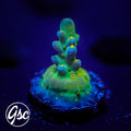Defugiums Morning Star Acro #1