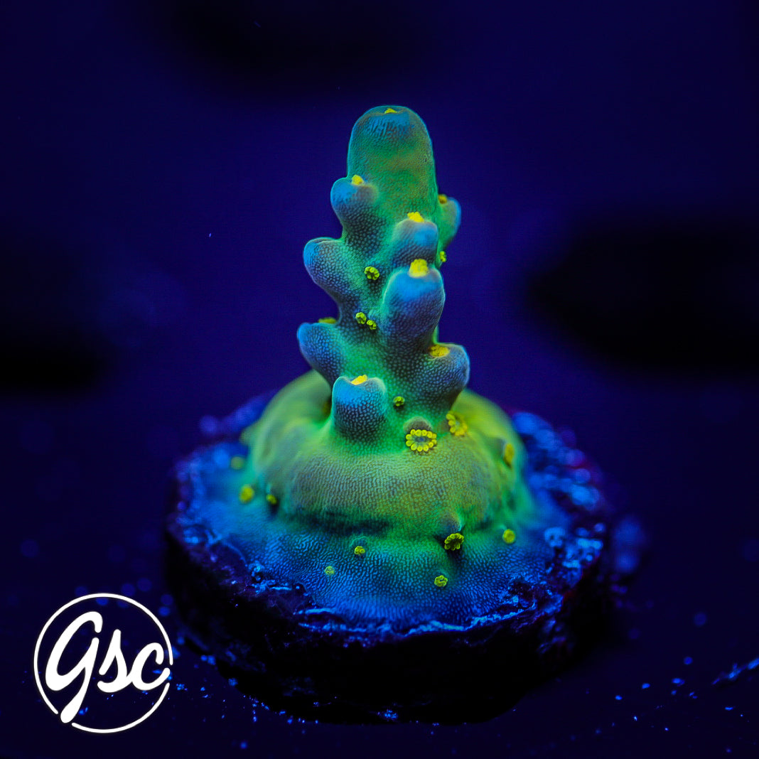 Defugiums Morning Star Acro #1