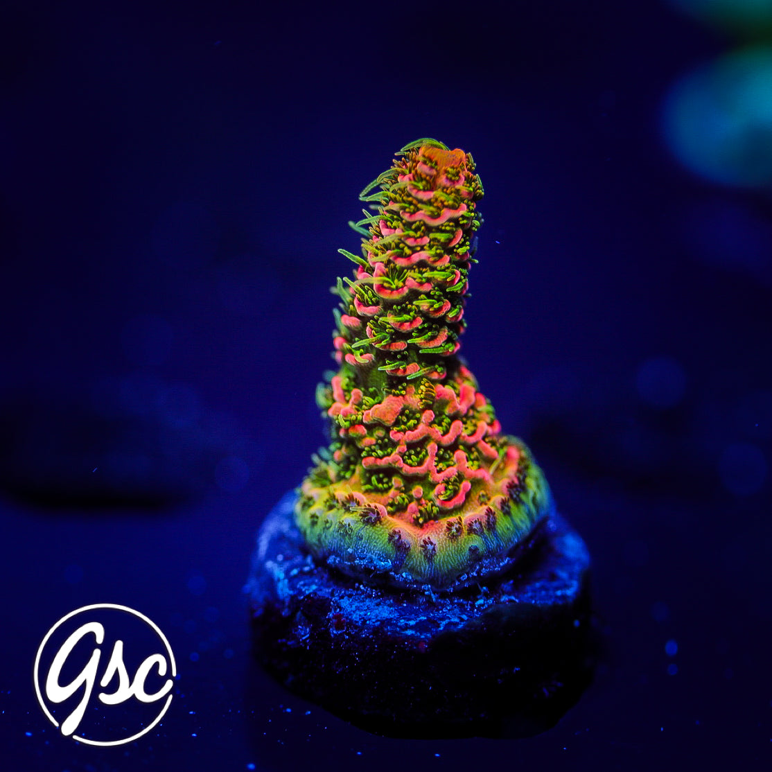 ASD Rainbow Millie Acro #2 – Golden State Corals