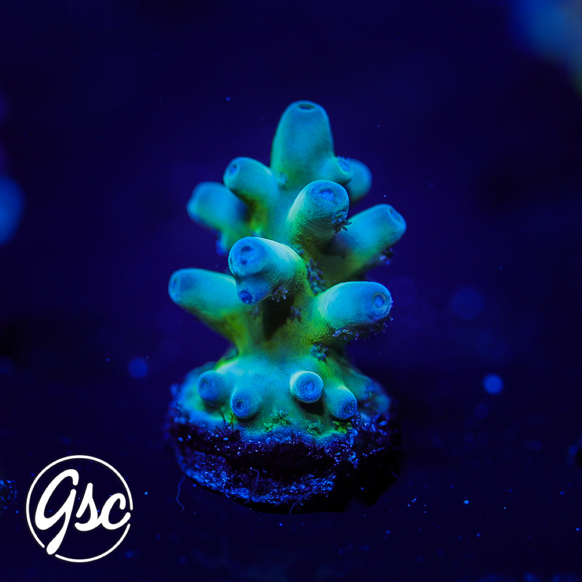 GSC Blue Saiyan Acro #1