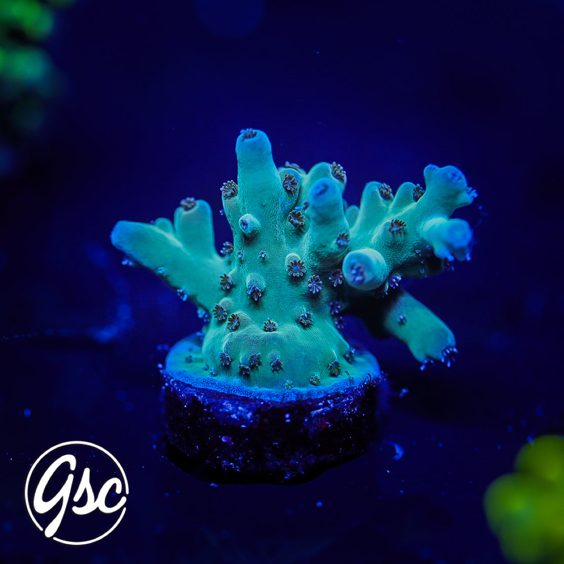WWC White Walker Acro #1