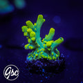 GSC Banana Lokani Acro #2 (OG - slight graft)