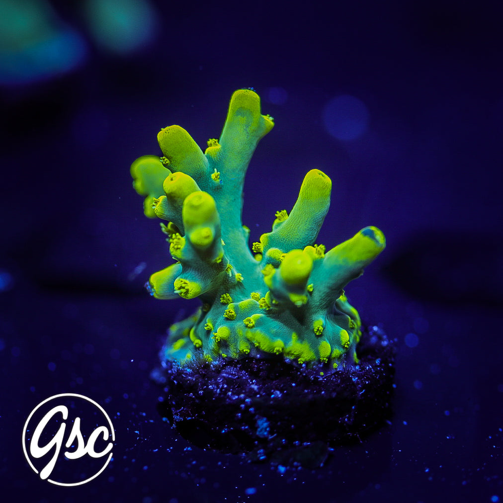 GSC Banana Lokani Acro #2 (OG - slight graft)
